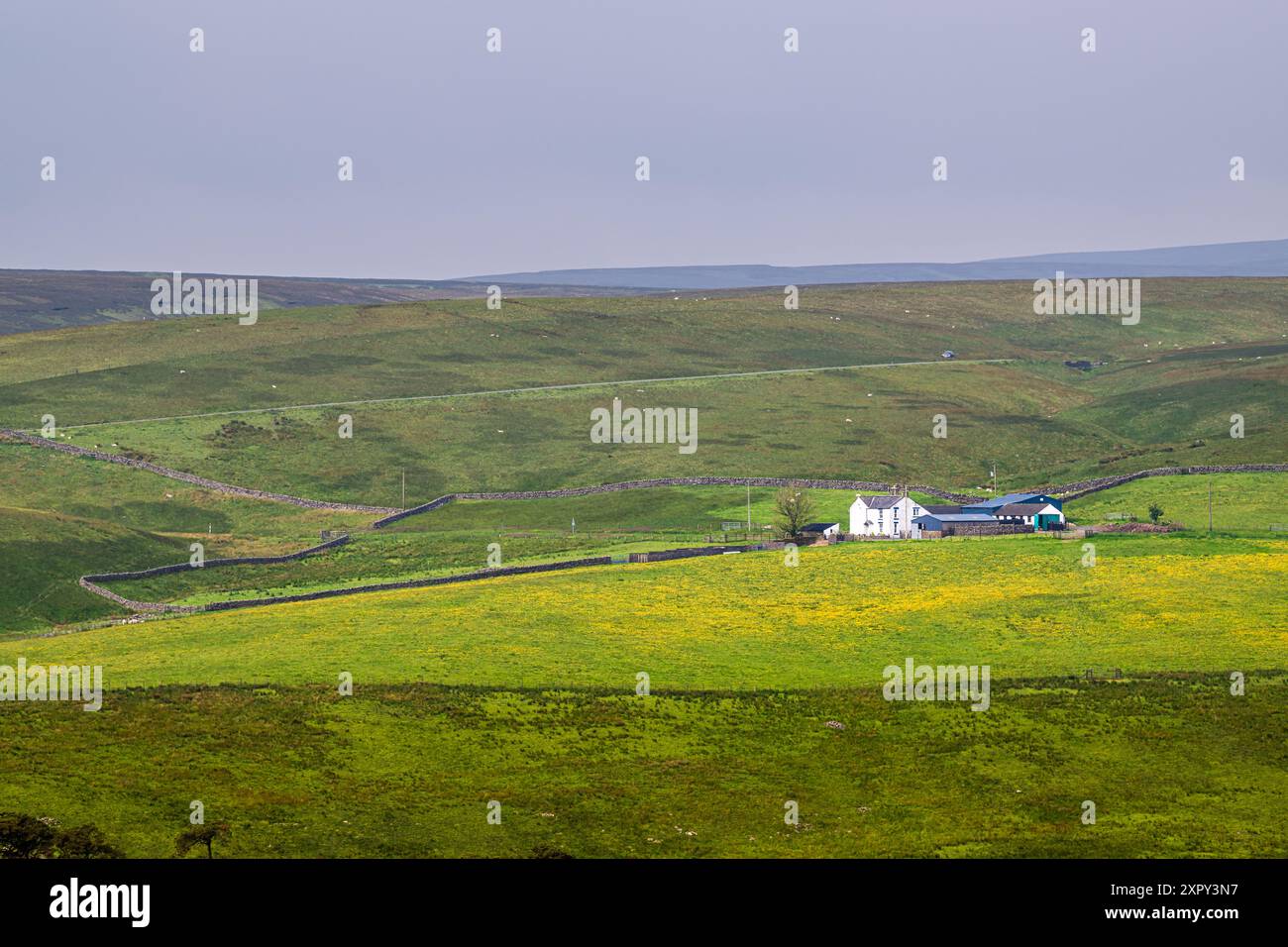 Fermes sur Upper Teesdale et River Tees, village de Forest-in-Teesdale, comté de Durham et Cumbria, Angleterre, Royaume-Uni Banque D'Images