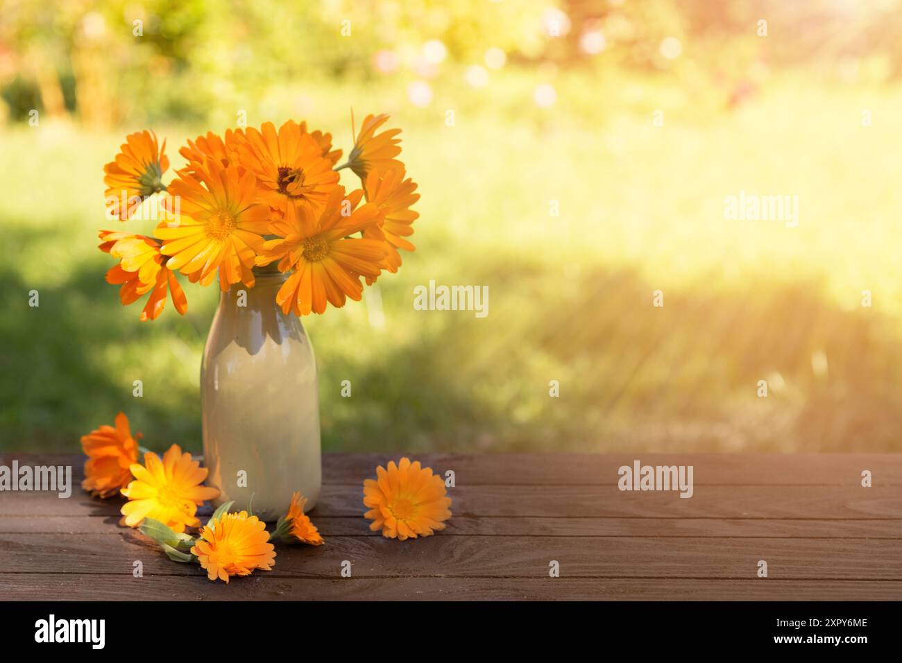 Bonjour automne. Paysage de campagne avec des fleurs de calendula en lumière du soleil. Fond de saison d'automne ou d'été Banque D'Images
