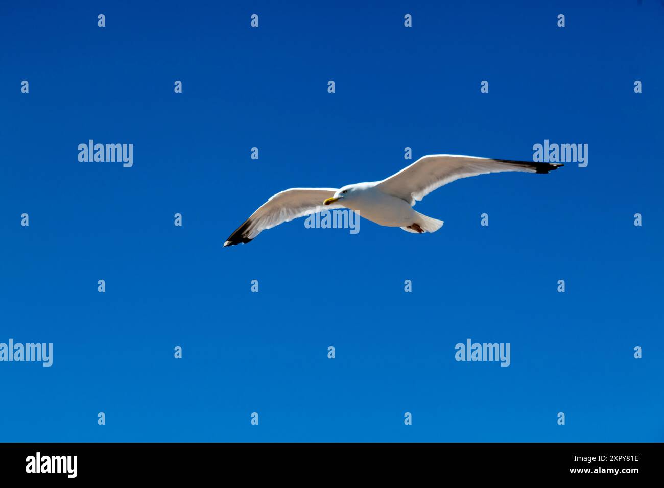 Gros plan d'une mouette survolant la plage à Exmouth, Devon Banque D'Images