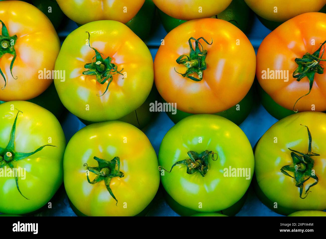 Tomates vertes et rouges. Banque D'Images