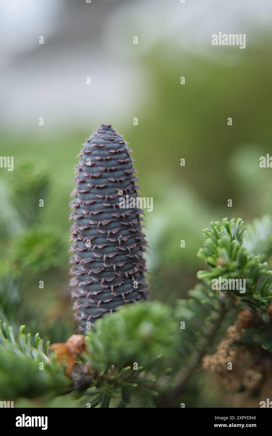 Cônes d'un sapin coréen avec fond flou Banque D'Images