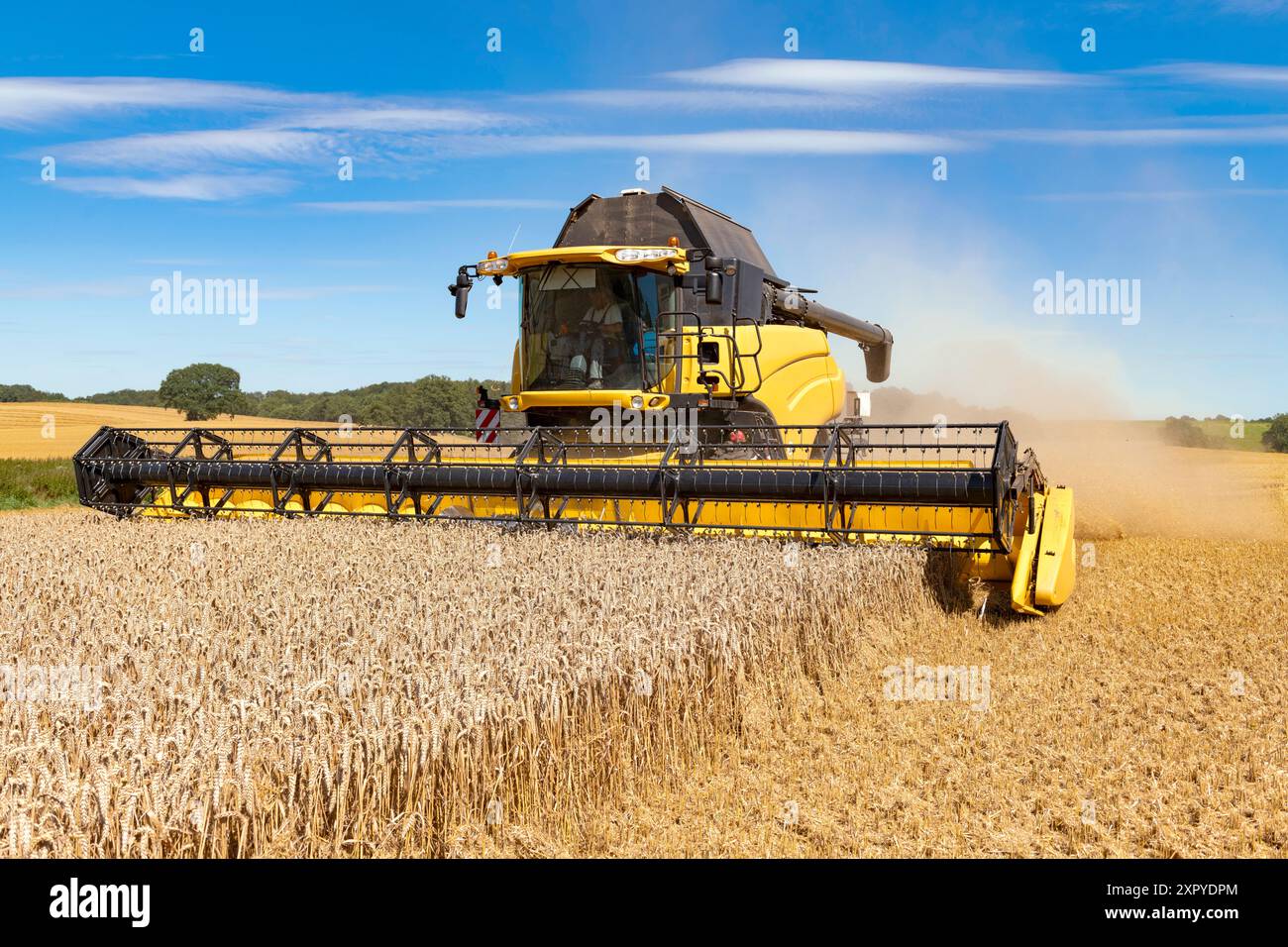 Moissonneuse-batteuse récoltant le grain dans le champ - 1897 Banque D'Images