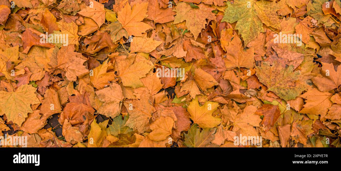 feuilles d'automne sur le sol. concept de toile de fond d'automne Banque D'Images