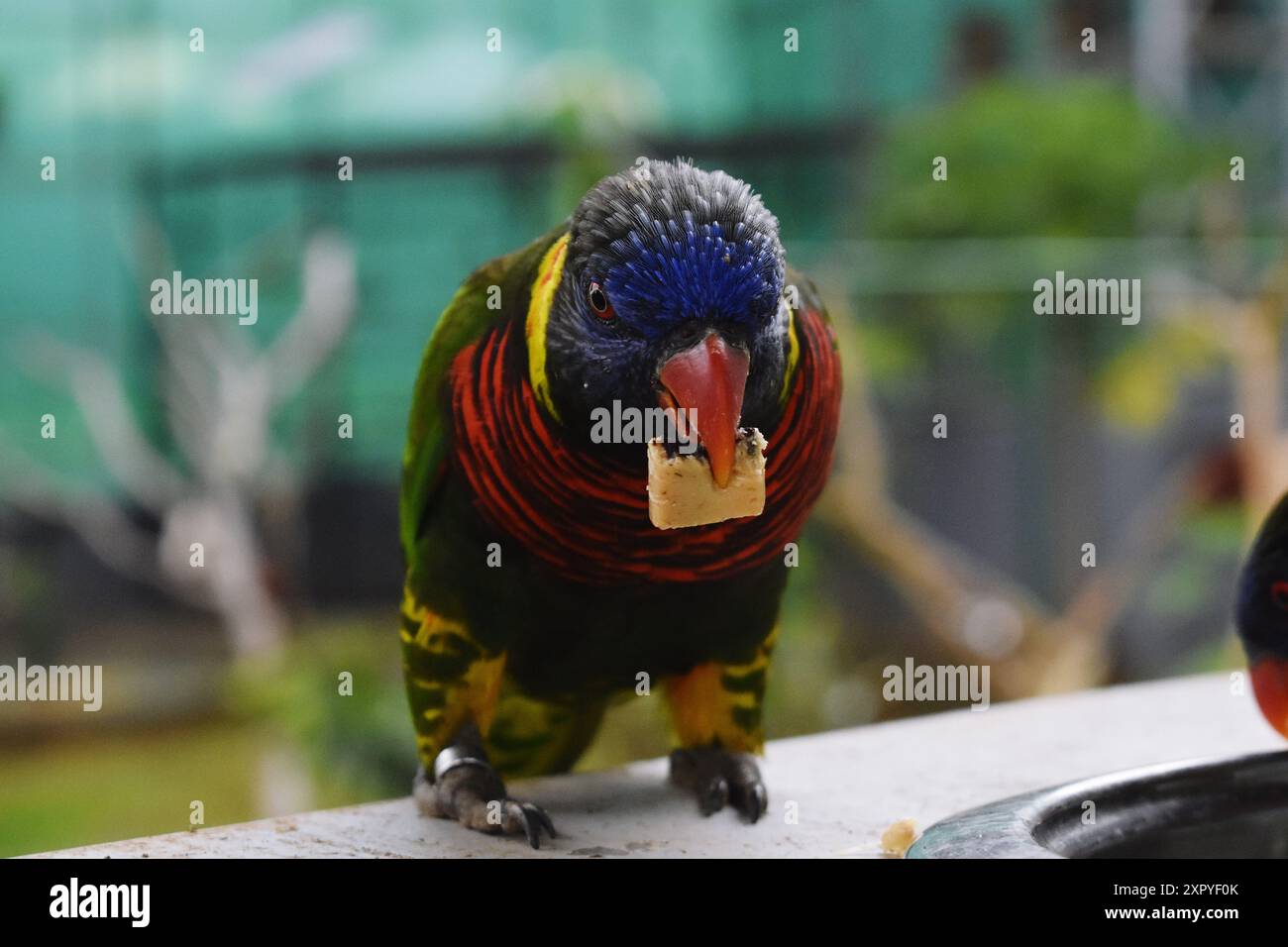Un perroquet coloré mangeant un morceau de nourriture tout en étant perché dans un cadre naturel Banque D'Images
