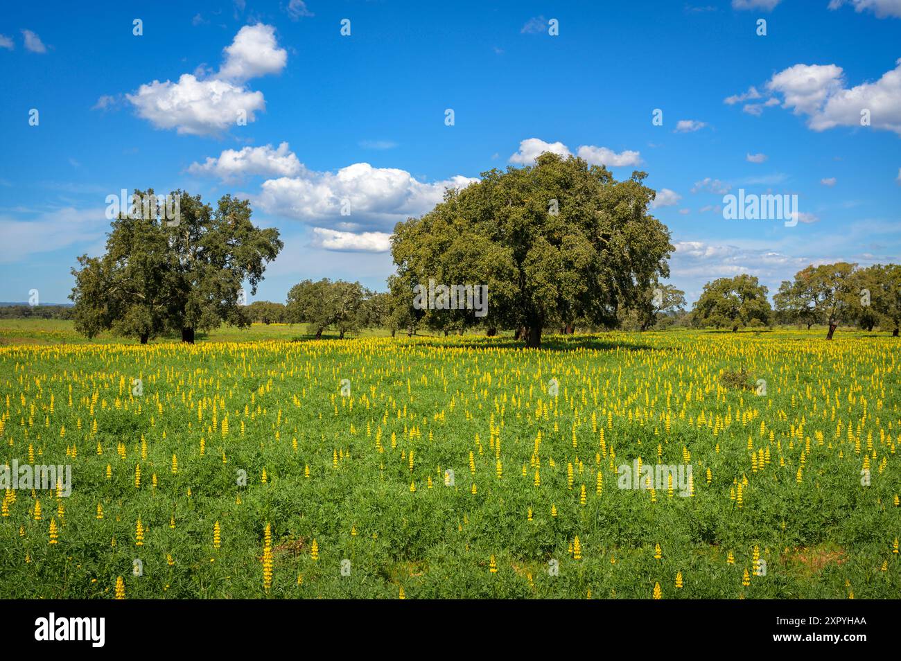Champ de lupin jaune (Lupinus luteus) avec orchestre et ciel bleu, Alentejo, Portugal. Banque D'Images