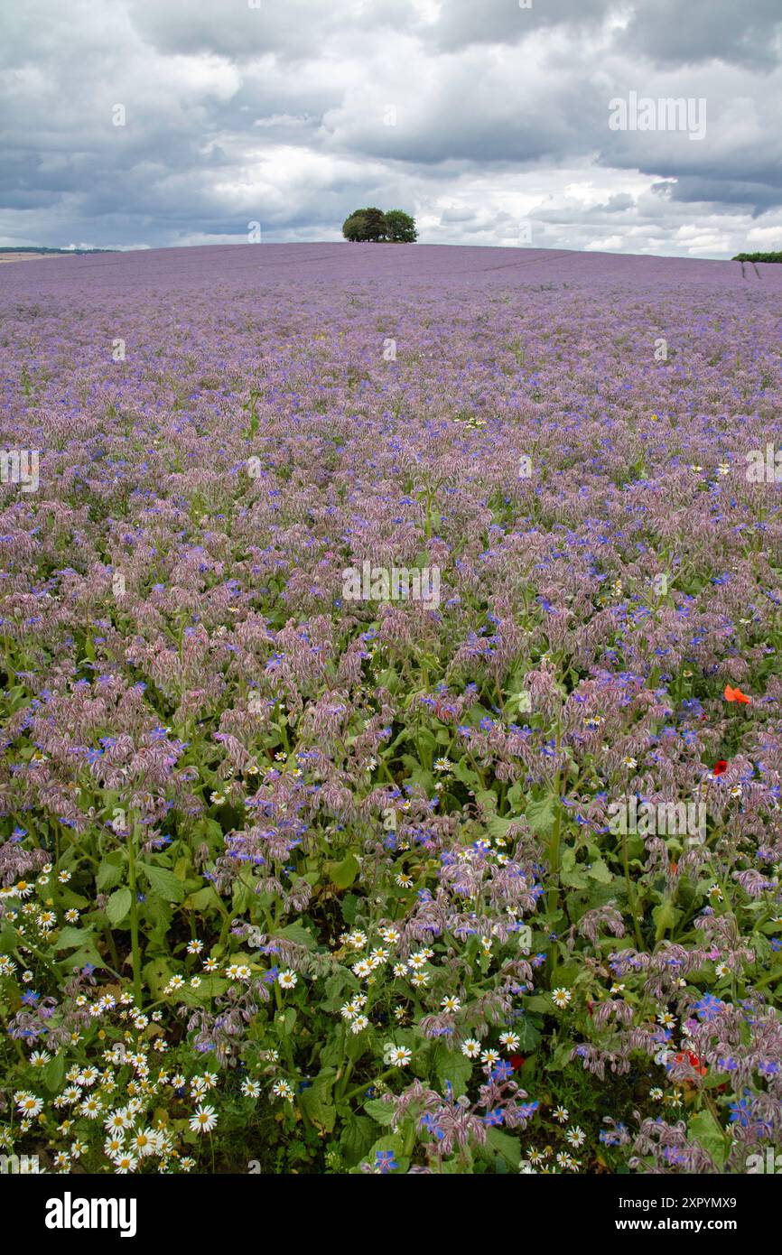 Bourrache ou Starflower 'Boraginaceae' poussant dans une ferme britannique, Royaume-Uni Banque D'Images