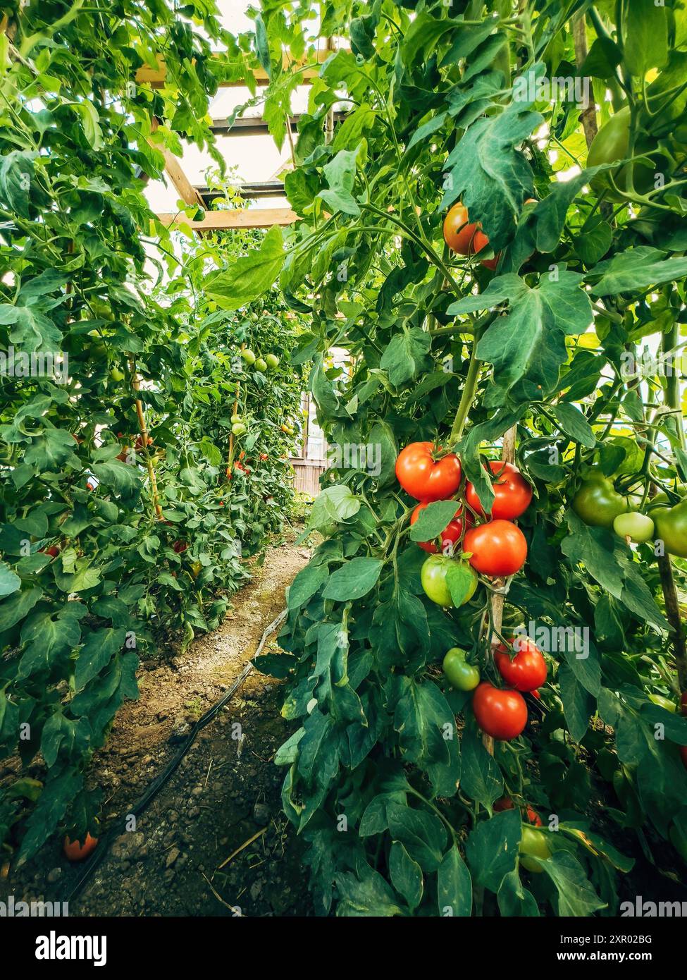 Produits de tomates biologiques cultivés sur place dans une maison de verre, foyer sélectif Banque D'Images
