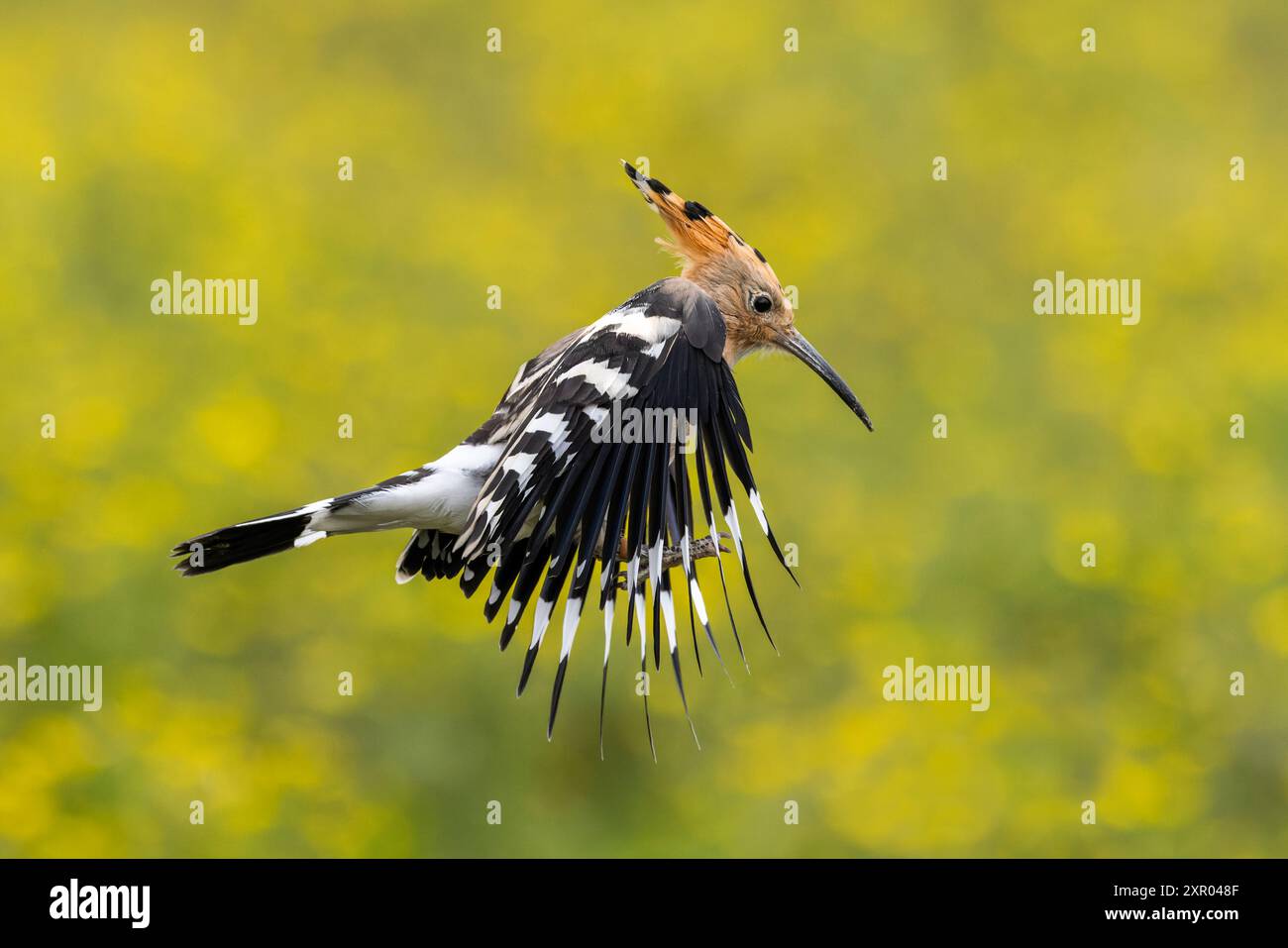 Eurasian Hoopoe volant avec les ailes baissées Banque D'Images