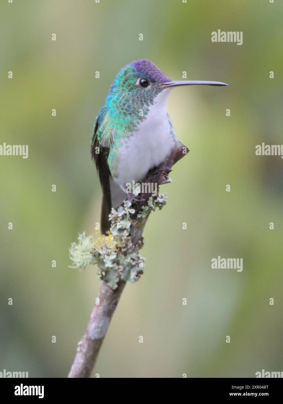 Colibri émeraude des Andes perché sur une branche dans la forêt nuageuse. Banque D'Images