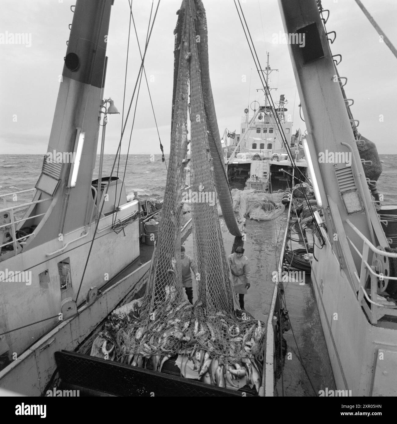 Current 17-7-1968 : où les bateaux peuvent flotter... Aktuell était sur le chalutier 'Håja' de Hammerfest, un chalutier arrière de deux ans, conçu pour un équipage de 23 hommes, dont 14 pêcheurs. Cette année, il navigue avec seulement 8 pêcheurs et 14 hommes au total. Le skipper est Reidar Jensen, l’un des 18 skippers chalutiers chargés de veiller à ce que l’usine Findus de Hammerfest reçoive un approvisionnement régulier en matières premières avec lesquelles travailler. Le sac de chalut en deux parties cette fois avait une bonne quantité de poissons qui sont sur leur chemin hors du sac et vers le bas à la transformation qui est effectuée sur le pont de travail BE Banque D'Images