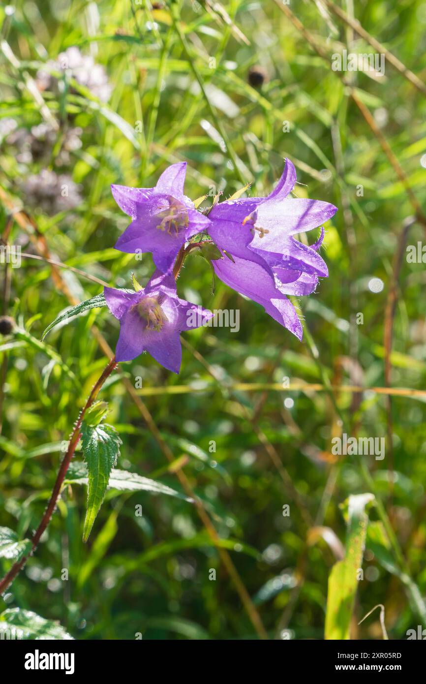 Bellflower à feuilles d'ortie (Campanula trachelium) Fownhope Herefordshire UK. Juillet 2024 Banque D'Images