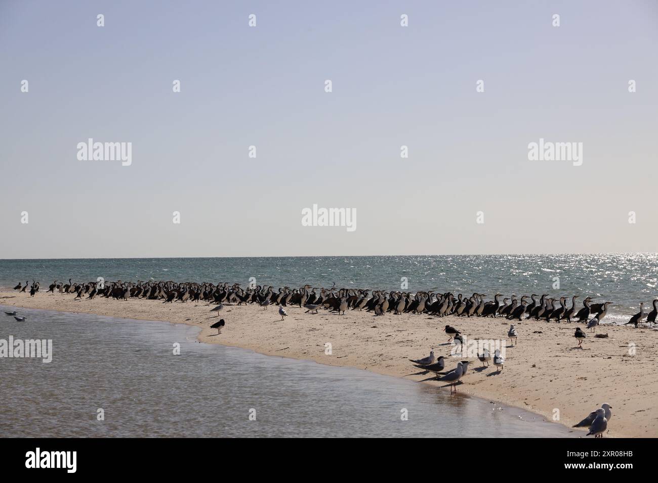 Une vue panoramique des Cormorans à Monkey Mia, Australie occidentale Banque D'Images