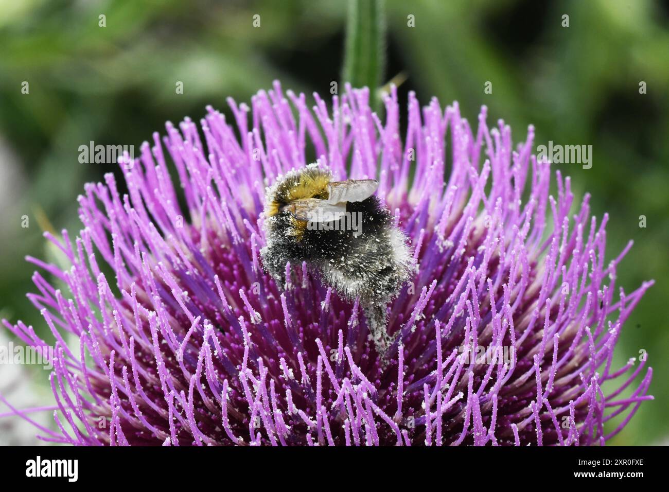 Une abeille en forme de bourdon, couverte de pollen, sur la tête d'un chardon laineux 'Cirsium eriophorum' dans une carrière désaffectée sur le terrain de craie dans le Wiltshire. Banque D'Images