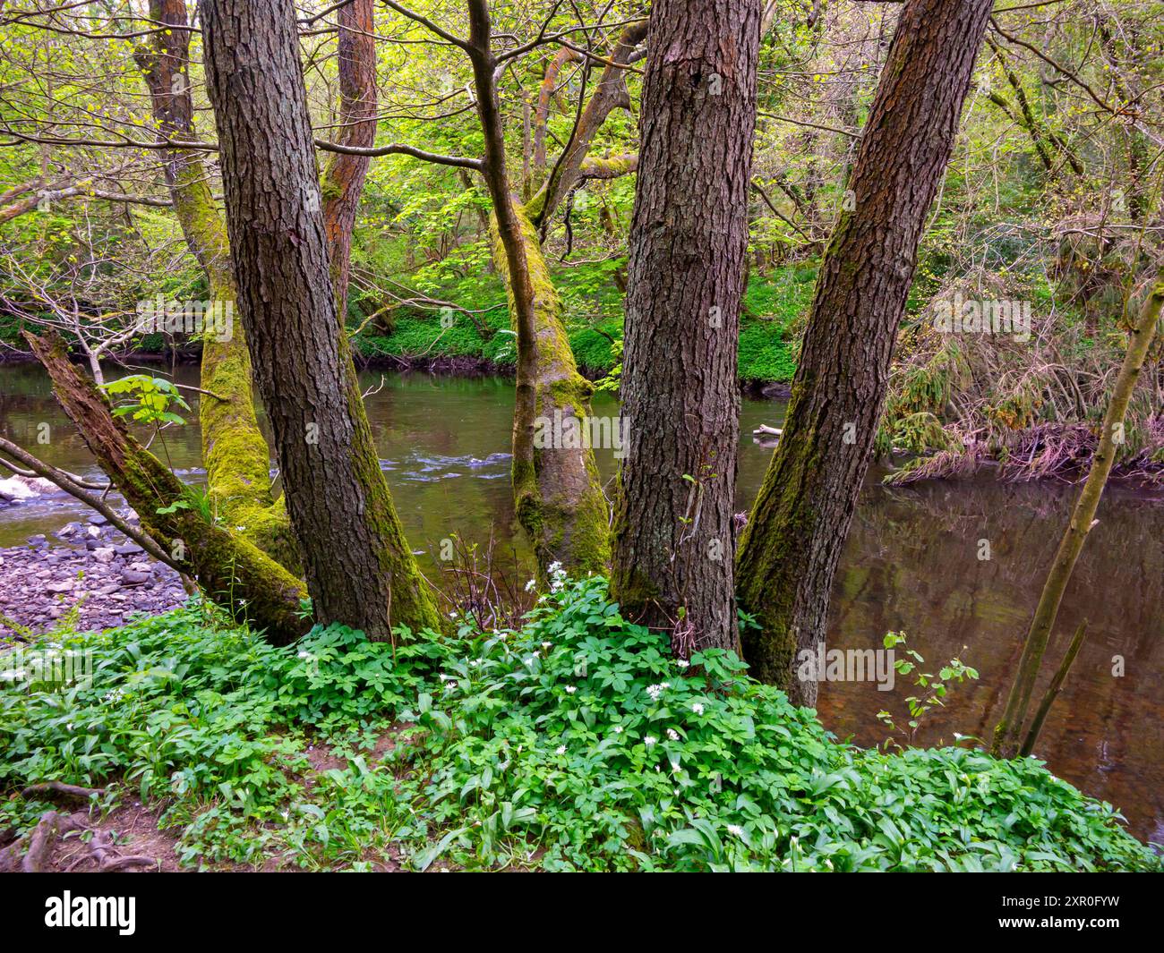 Arbres sur le bord de la rivière près de la rivière Nidd à Knaresborough une ville dans le Yorkshire du Nord Angleterre Royaume-Uni Banque D'Images