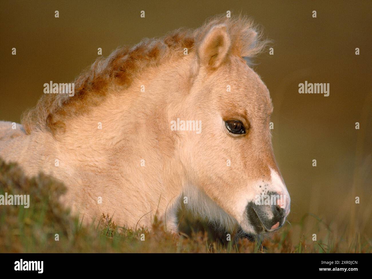Poulain du poney Shetland (Equus caballus) provenant d'une population sauvage d'animaux vivant dans la réserve naturelle nationale du Loch Druidibeg à South Uist Banque D'Images