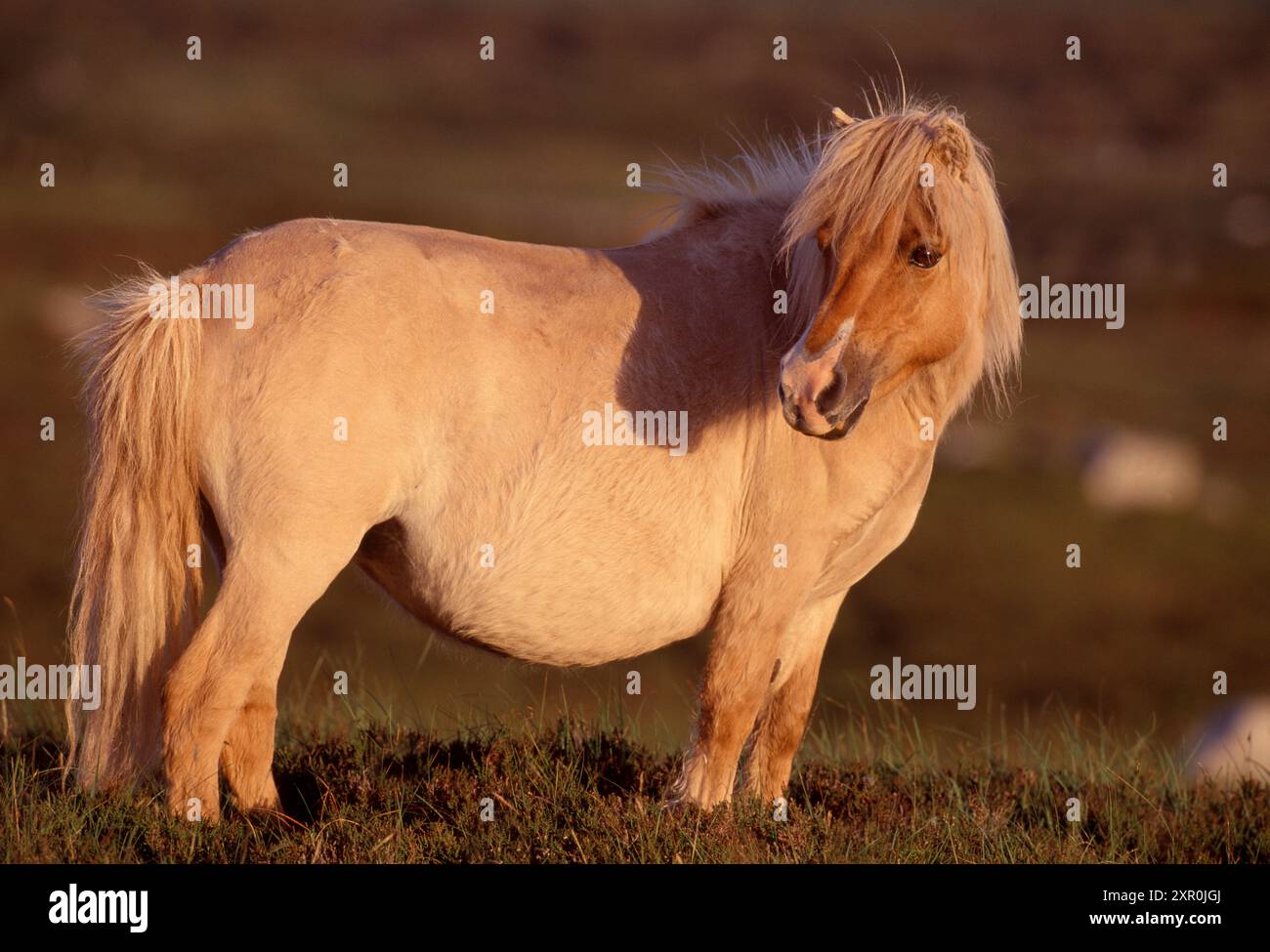 Poney Shetland (Equus caballus) adulte issu d'une population sauvage d'animaux vivant dans la réserve naturelle nationale du Loch Druidibeg à South Uist Banque D'Images