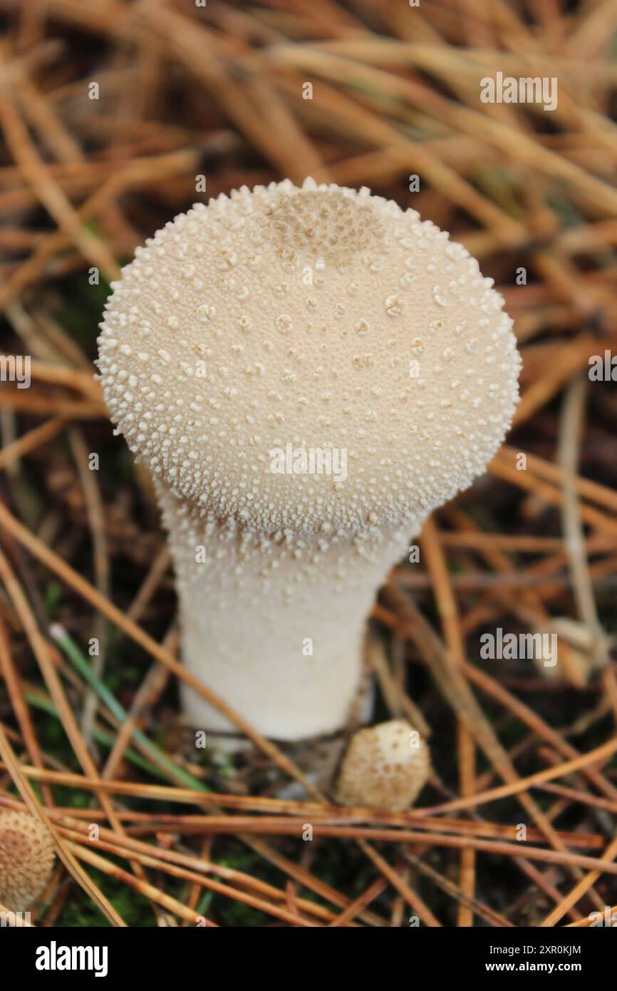 Lycoperdon perlatum Vesse-de-commune Banque D'Images