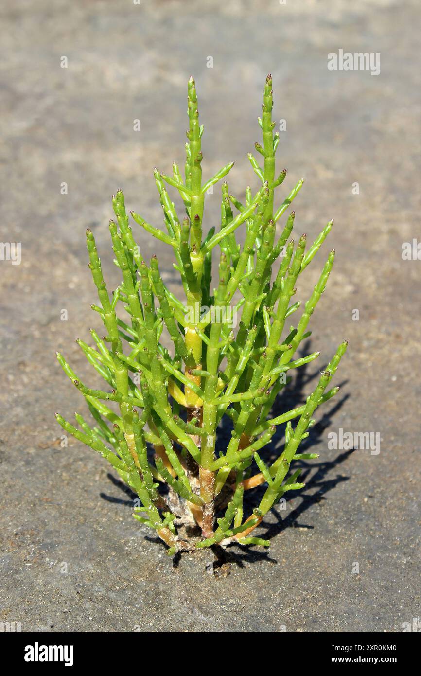 Marais Samphire alias sérophre commun Salicornia europaea Banque D'Images