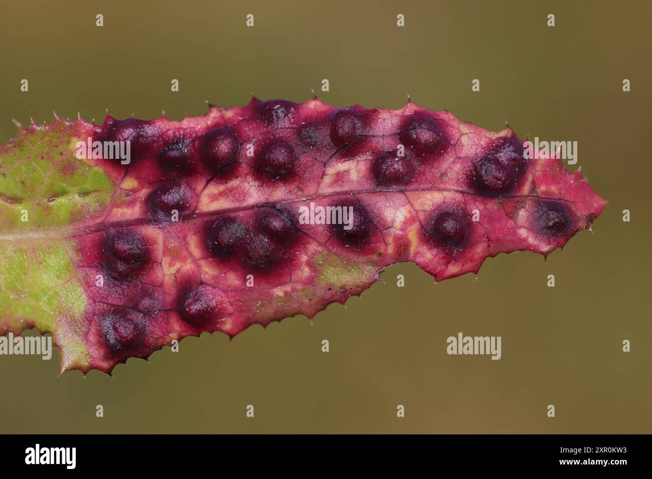 Des galles sur les feuilles laiteron des champs Sonchus arvensis causé par le moucheron Cystophora sonchi Banque D'Images