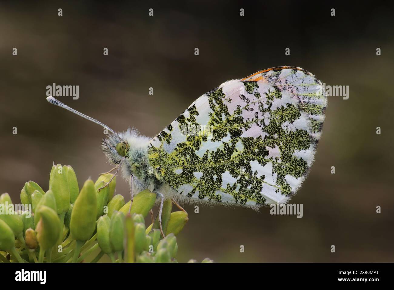 Astuce Anthocharis cardamines Orange Banque D'Images