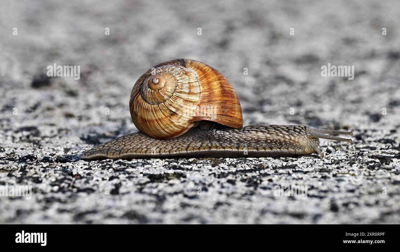 Escargot brun rampant sur une route goudronnée grise au format écran large Banque D'Images