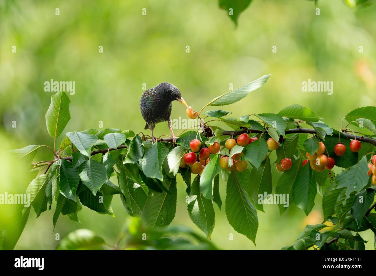 Un Starling perché sur une branche mangeant des cerises mûres dans un cadre verdoyant pendant la journée. Banque D'Images