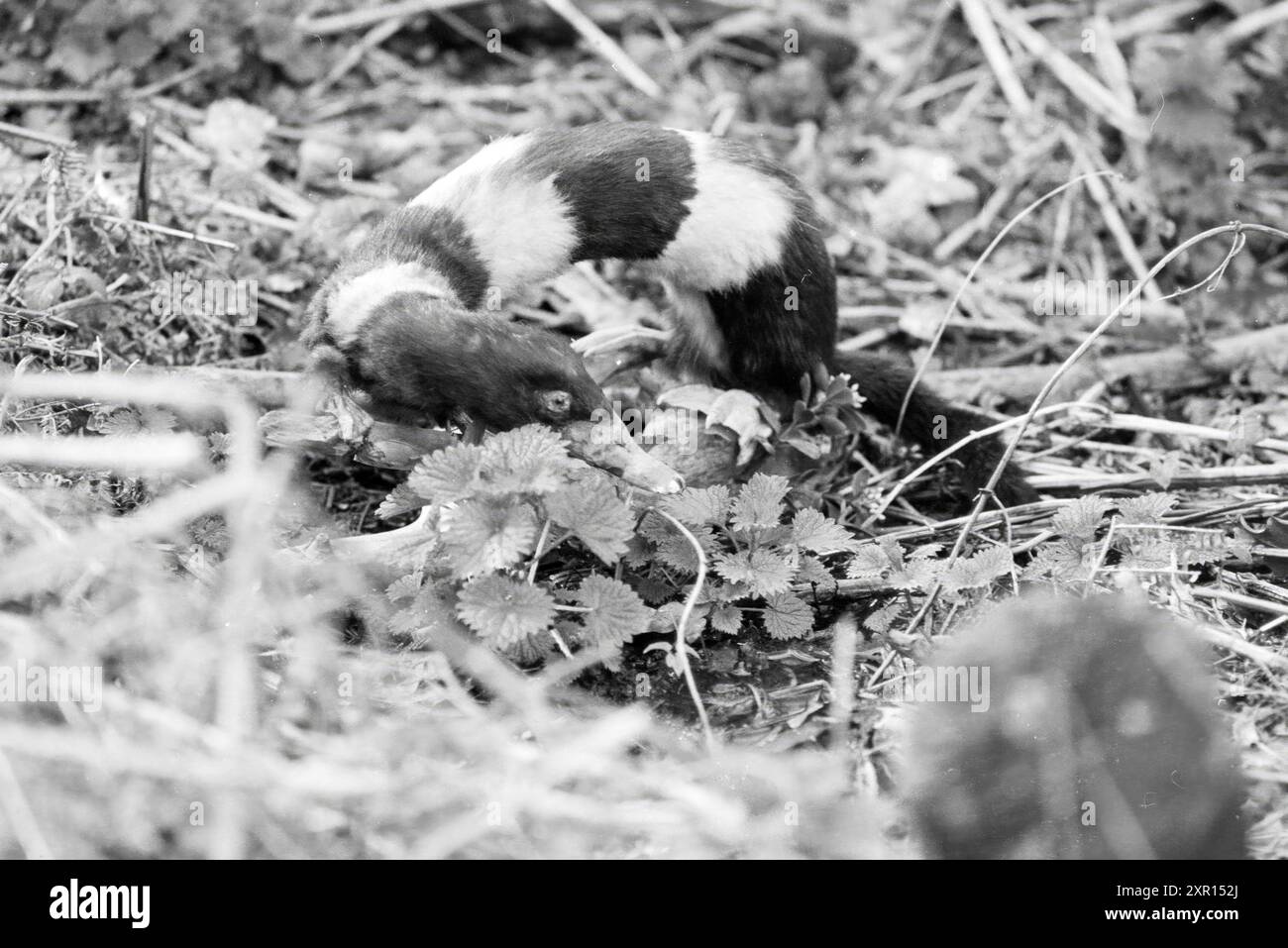 Animal en peluche en lien avec le 1er avril à l'Oasis Birdsong, animaux, 23-03-1989, Whizgle Dutch News : images historiques sur mesure pour l'avenir. Explorez le passé néerlandais avec des perspectives modernes grâce à des images d'agences néerlandaises. Concilier les événements d'hier avec les perspectives de demain. Embarquez pour un voyage intemporel avec des histoires qui façonnent notre avenir. Banque D'Images