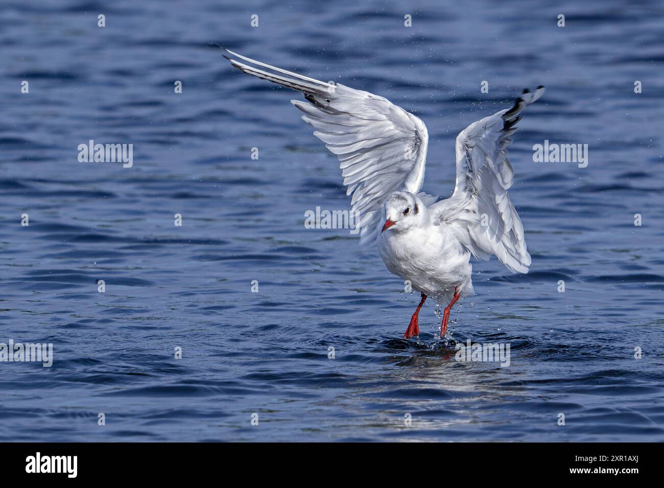 Goélette à tête noire (Chroicocephalus ridibundus / Larus ridibundus) oiseau adulte dans un plumage non reproductif décollant de la surface de l'eau en été Banque D'Images