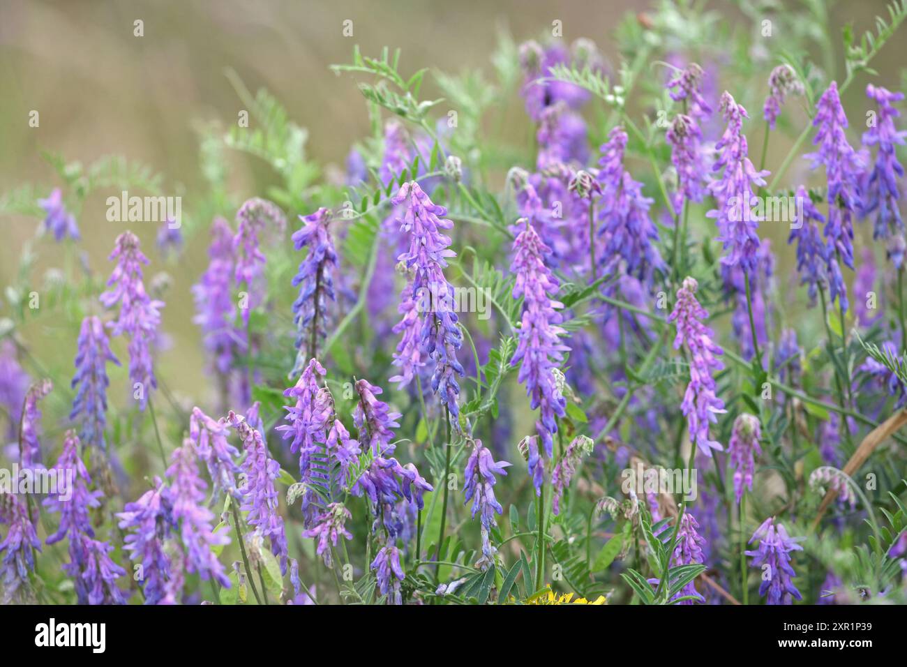 Violet Vicia cracca, Vetch touffeté, en fleur. Banque D'Images