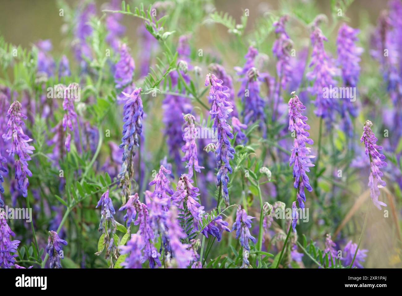 Violet Vicia cracca, Vetch touffeté, en fleur. Banque D'Images