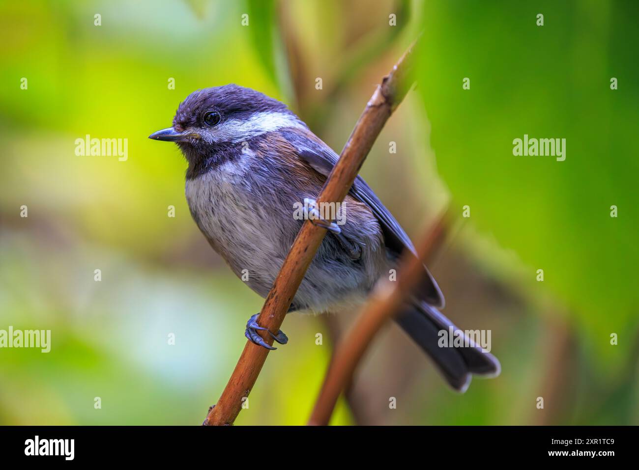 Un Chickadee à dos de châtaignier perché sur une branche dans un feuillage vert. Banque D'Images