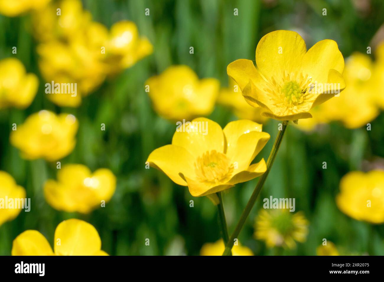 Buttercup bulbous (Ranunculus bulbosus), gros plan sur une fleur jaune parmi plusieurs poussant au soleil printanier. Banque D'Images