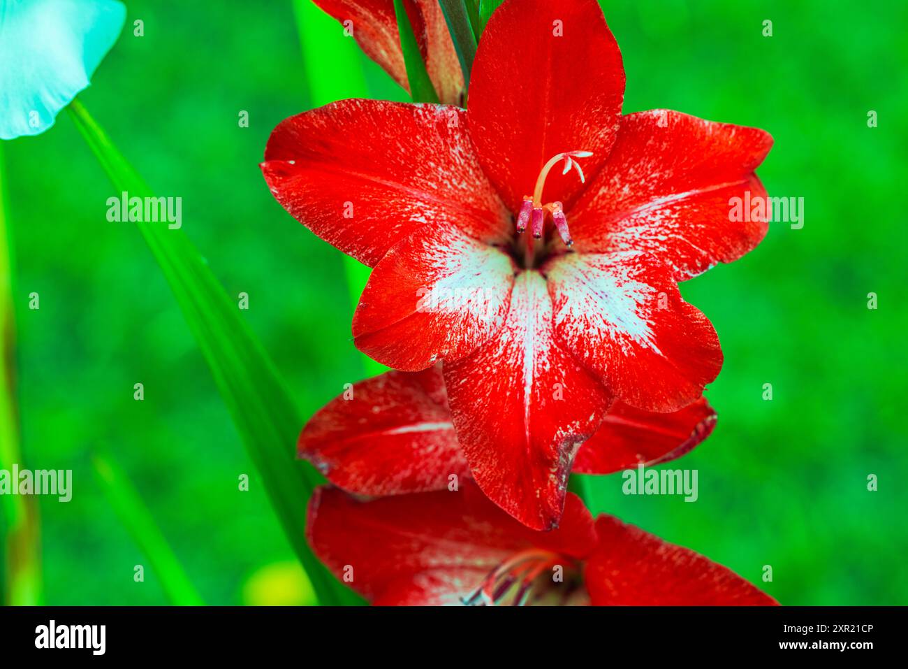 Gros plan de fleurs de glaïeule rouge poussant dans le jardin avec fond de jardin vert flou. Banque D'Images