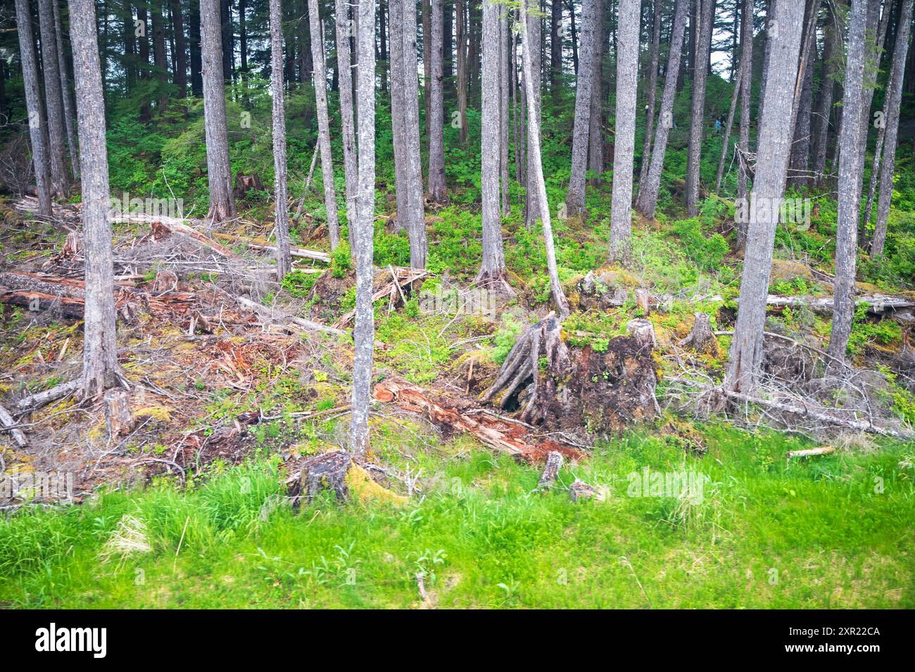Forêt en Alaska Banque D'Images