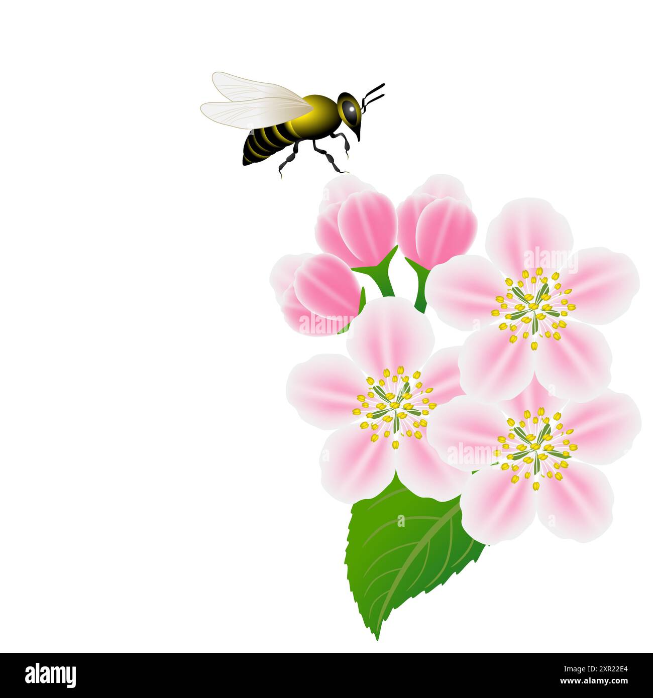 Fond floral avec des fleurs de pomme et d'abeille. Illustration de Vecteur