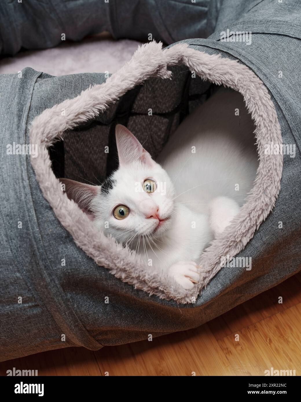 Chaton blanc jouant tunnel Cat Toy Cute Banque D'Images