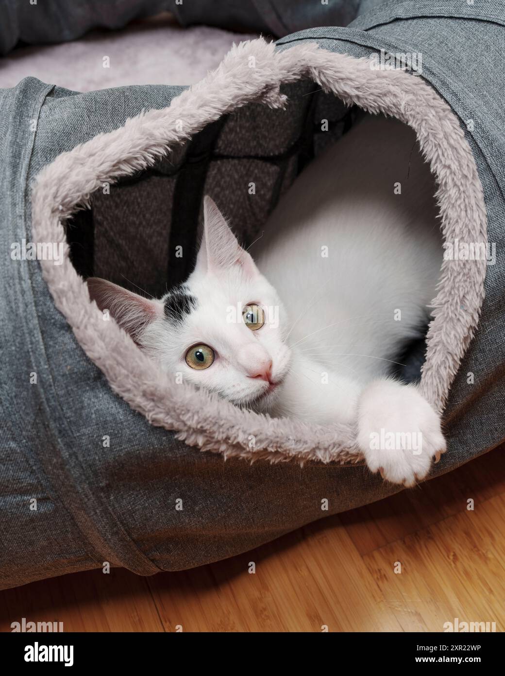 Chaton blanc jouant tunnel Cat Toy Cute Banque D'Images