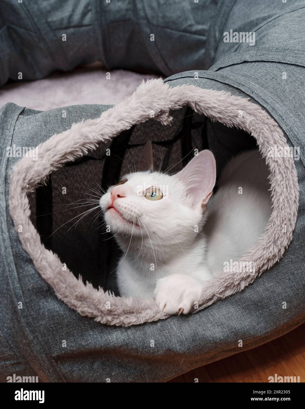 Chaton blanc jouant tunnel Cat Toy Cute Banque D'Images