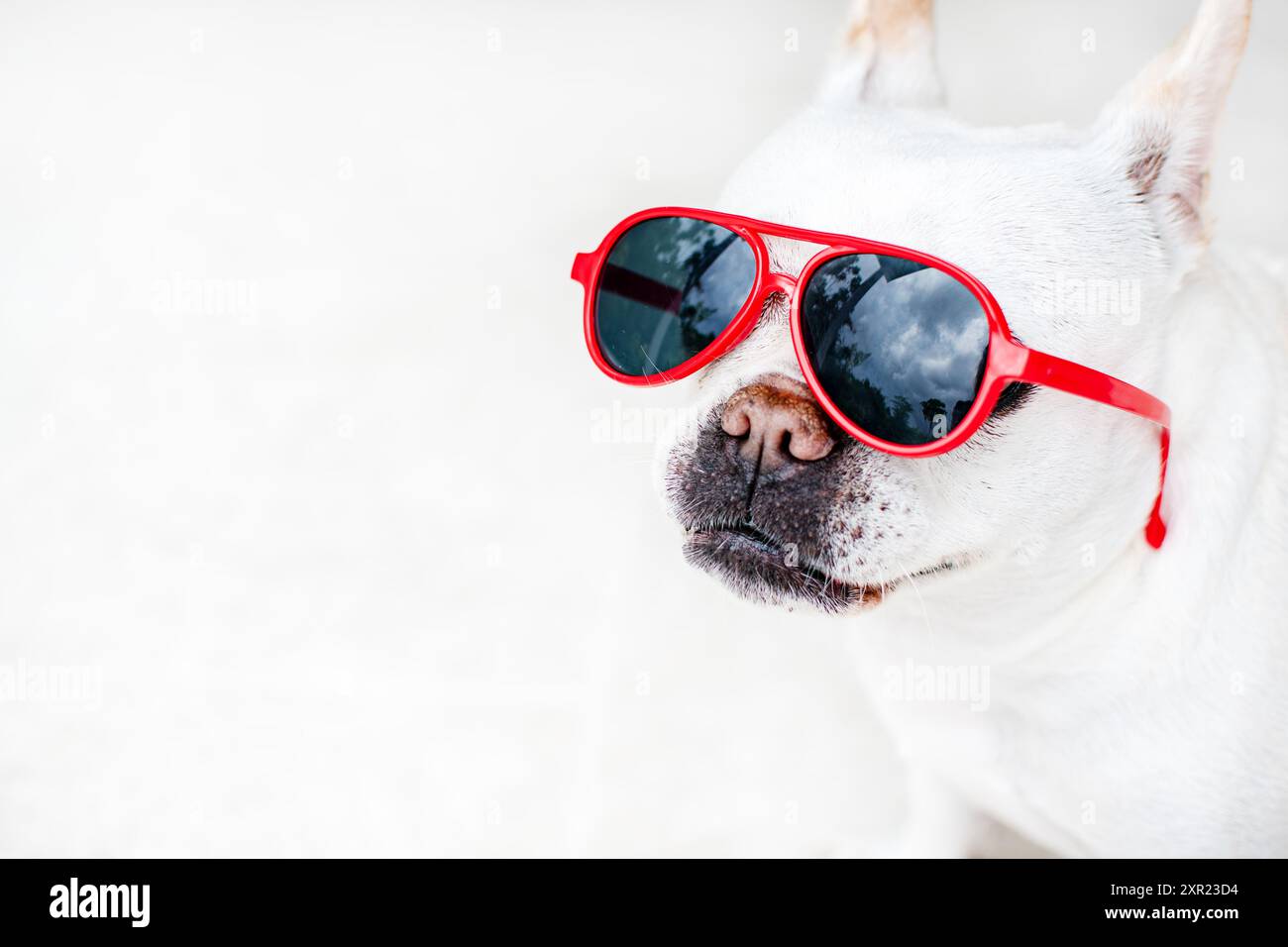 Bouledogue français blanc mignon dans des lunettes de soleil rouges. Chien drôle portant des lunettes de soleil. Photo de haute qualité. Concept de soins pour animaux de compagnie Banque D'Images