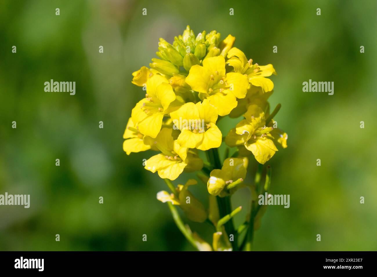 Rocketcress jaune ou Wintercress (Barbarea vulgaris), gros plan montrant la tête compacte des fleurs jaunes produites par la plante au printemps. Banque D'Images