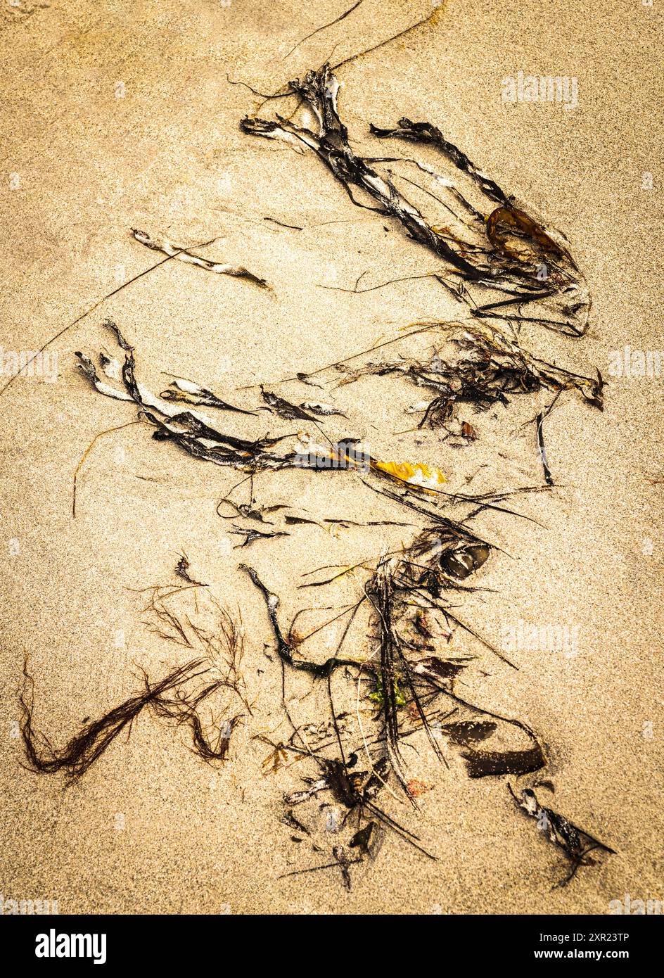 Image HDR carrée et abstraite d'une parcelle d'algues de couleur foncée sur une plage de South Uist, dans les Hébrides extérieures, en Écosse. 30 juillet 2024 Banque D'Images