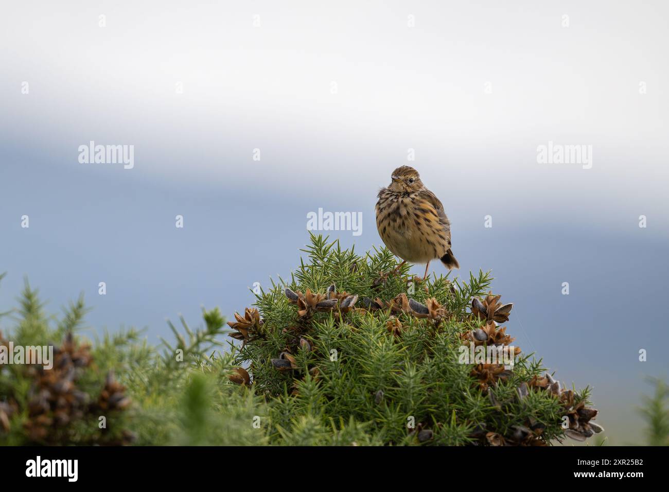 Meadow Pipit, Anthus pratensis, perché sur un buisson gorse Banque D'Images