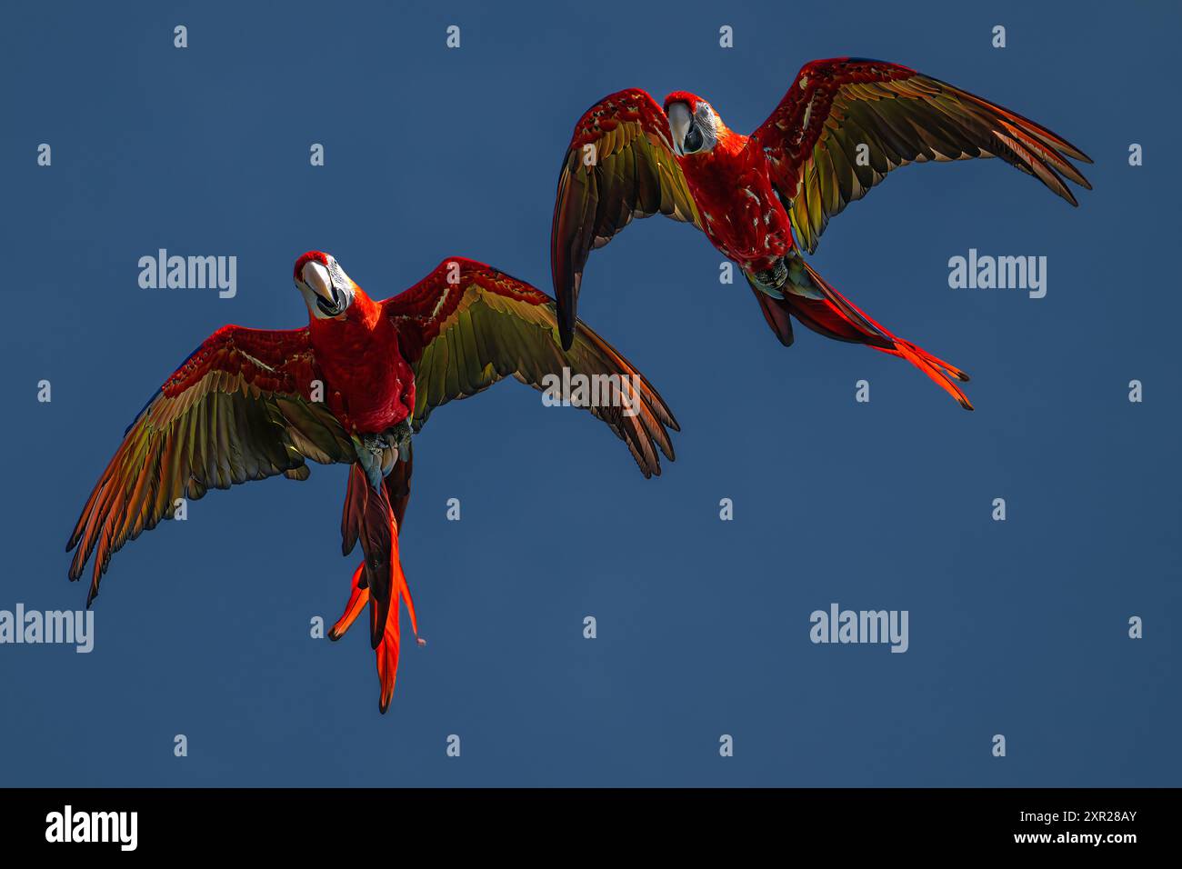 Scarlet macaws (Ara macao) en vol Banque D'Images