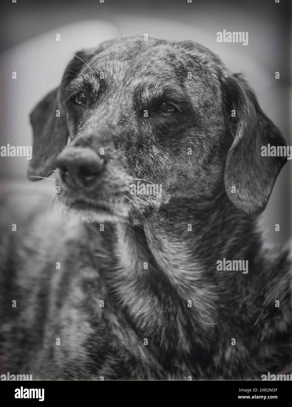 Hund schwarz Weiß Banque D'Images