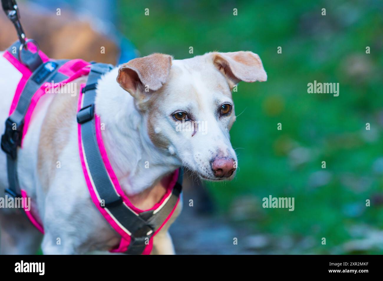Weißer Hund im Laubwald 4 Banque D'Images