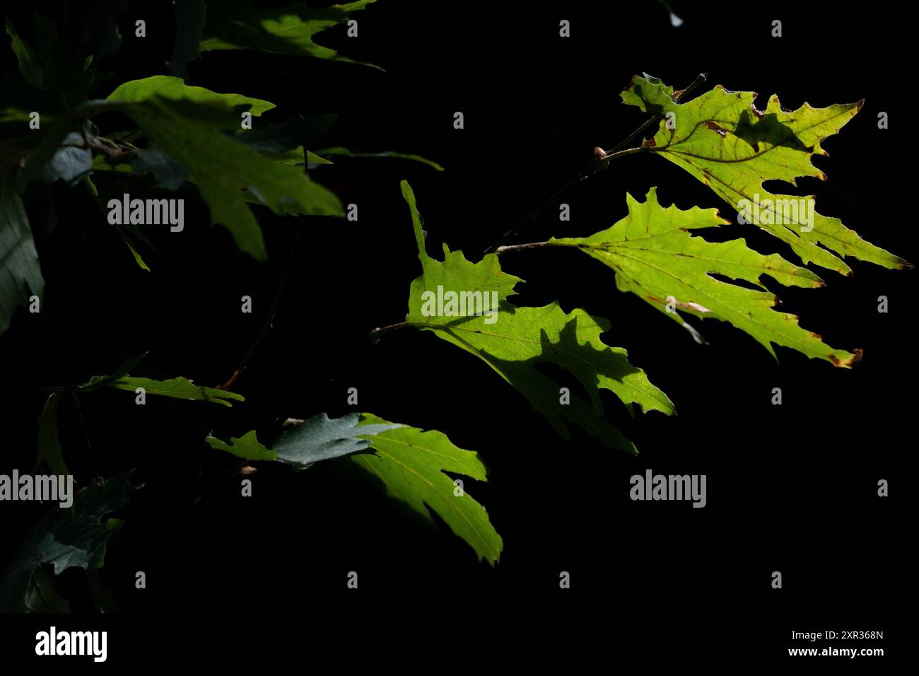 Ambiance sombre : feuilles vertes illuminées par le soleil - concept Light in the Dark Banque D'Images