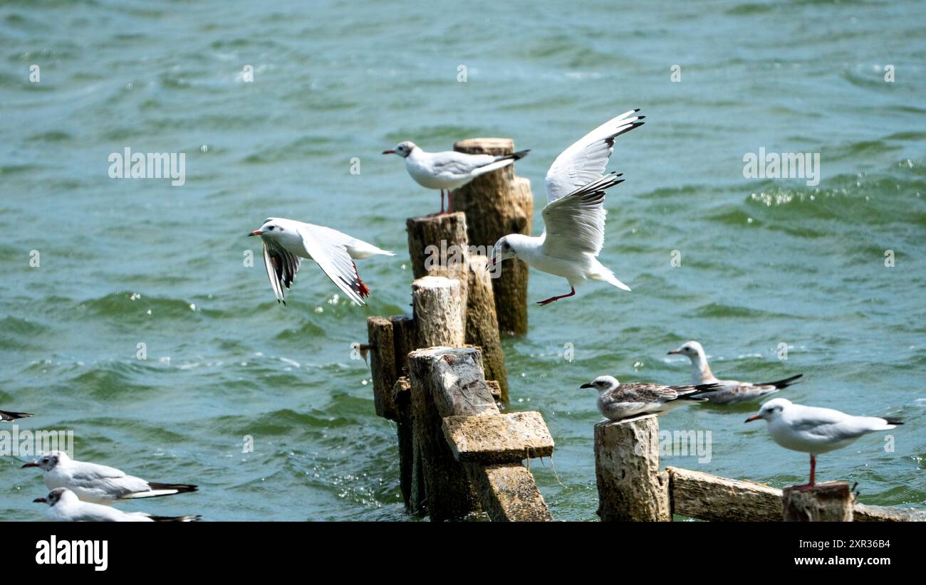 Goélands à tête noire communs au lac Dojran : habitat naturel en Macédoine, 2024. Banque D'Images