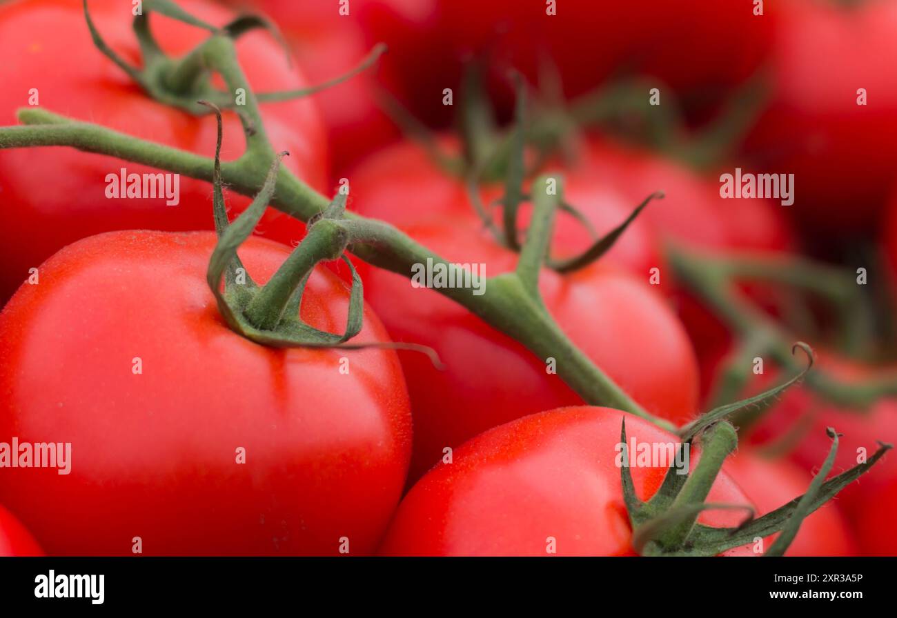 Tomates - Groupe de tomates brillantes, rouges et mûres remplissant tout le cadre. Une tomate fraîche est un complément sain à tout plat en raison de ses propriétés antioxydantes. Banque D'Images