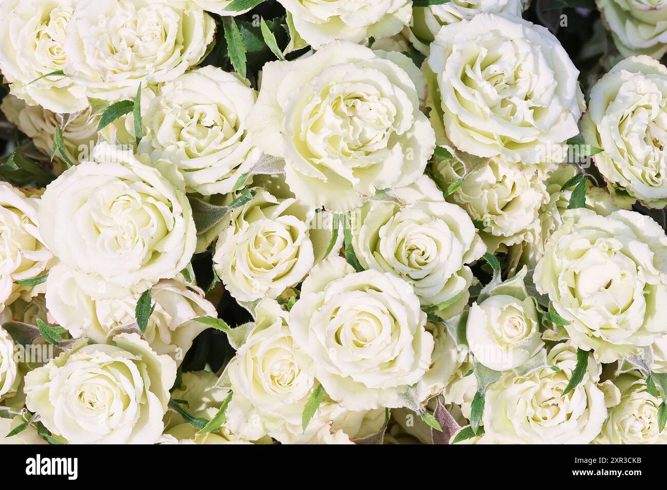Fond de roses blanches. Fête des mères, Saint Valentin, concept de célébration d'anniversaire. Espace de copie, vue de dessus Banque D'Images