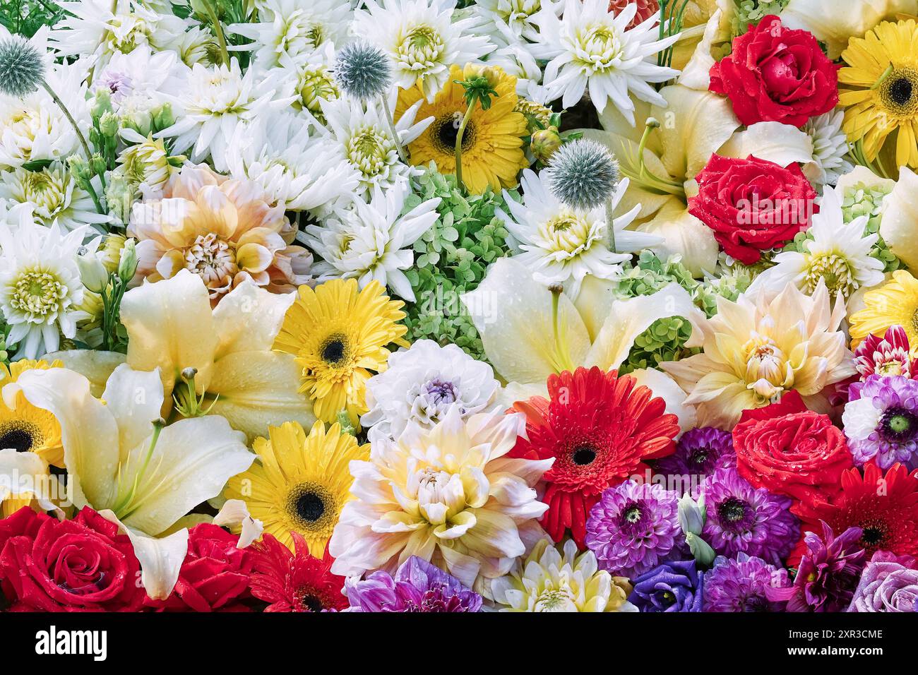 Fond de fleurs colorées. Fête des mères, Saint Valentin, concept de célébration d'anniversaire. Vue de dessus, carte de vœux Banque D'Images
